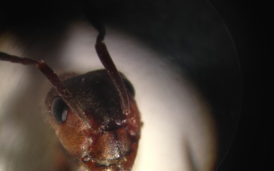 Training “Red Wood Ants, Biology, Ecology and Conservation” – Activitatea C4