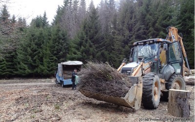 Îmbunătățirea ofertei trofice favorabile hrănirii naturale a ursului în vecinătatea zonei de conflict – C4