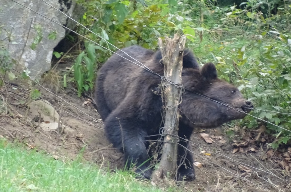 Bear Team-Acțiune de eliberare urs,zona Bâsca Rozile