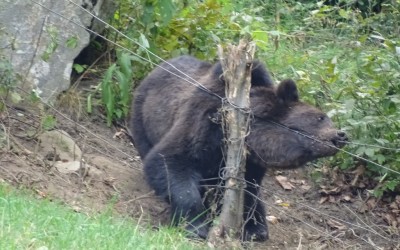 Bear Team-Acțiune de eliberare urs,zona Bâsca Rozile