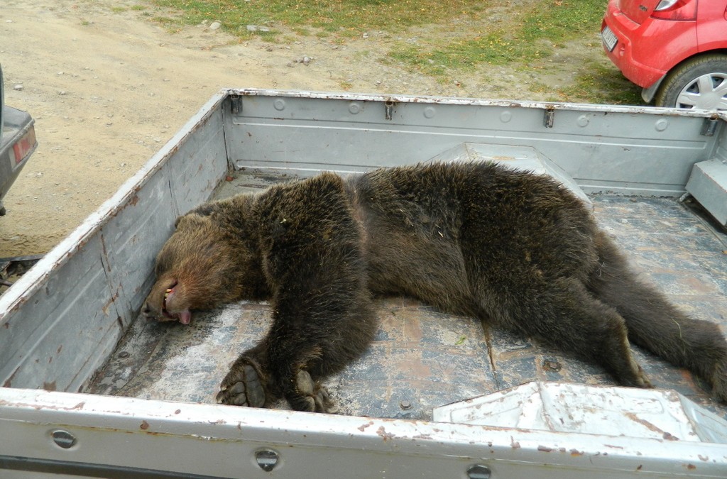 Bear Team-Acțiune de eliberare urs,Zăbala