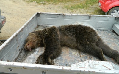 Bear Team-Acțiune de eliberare urs,Zăbala