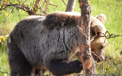 Bear Team-Acțiune de eliberare urs Tulnici,Lepșa