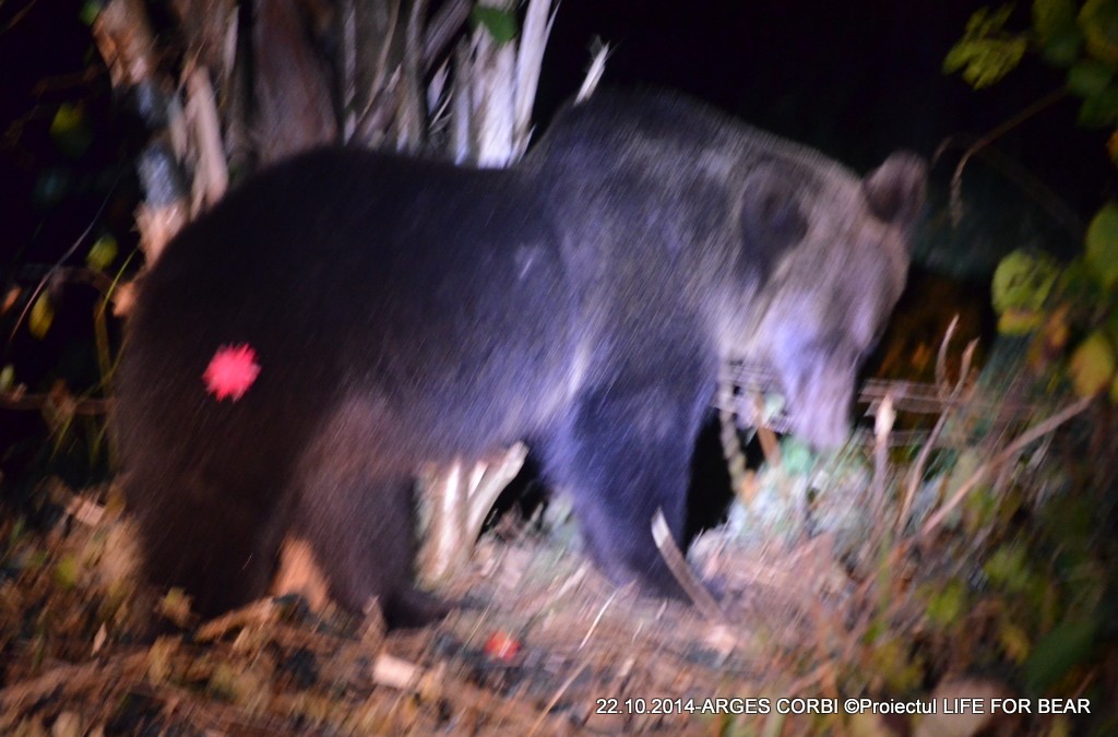Bear Team- Intervenție salvare urs Argeș
