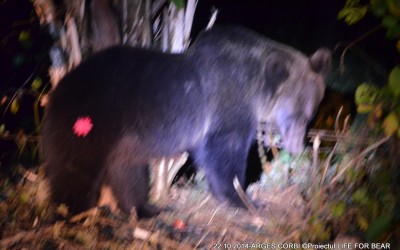 Bear Team- Intervenție salvare urs Argeș