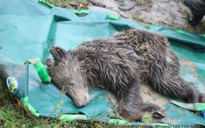 Bear Team- Salvare urs Corbesti, Arefu