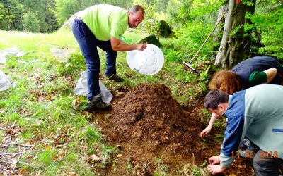 C4 „Îmbunătățirea ofertei trofice favorabile hrănirii naturale a ursului în vecinătatea zonelor de conflict”