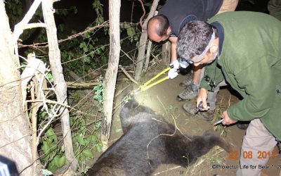 Bear released from snare, Prahova County, Romania, 22aug2017